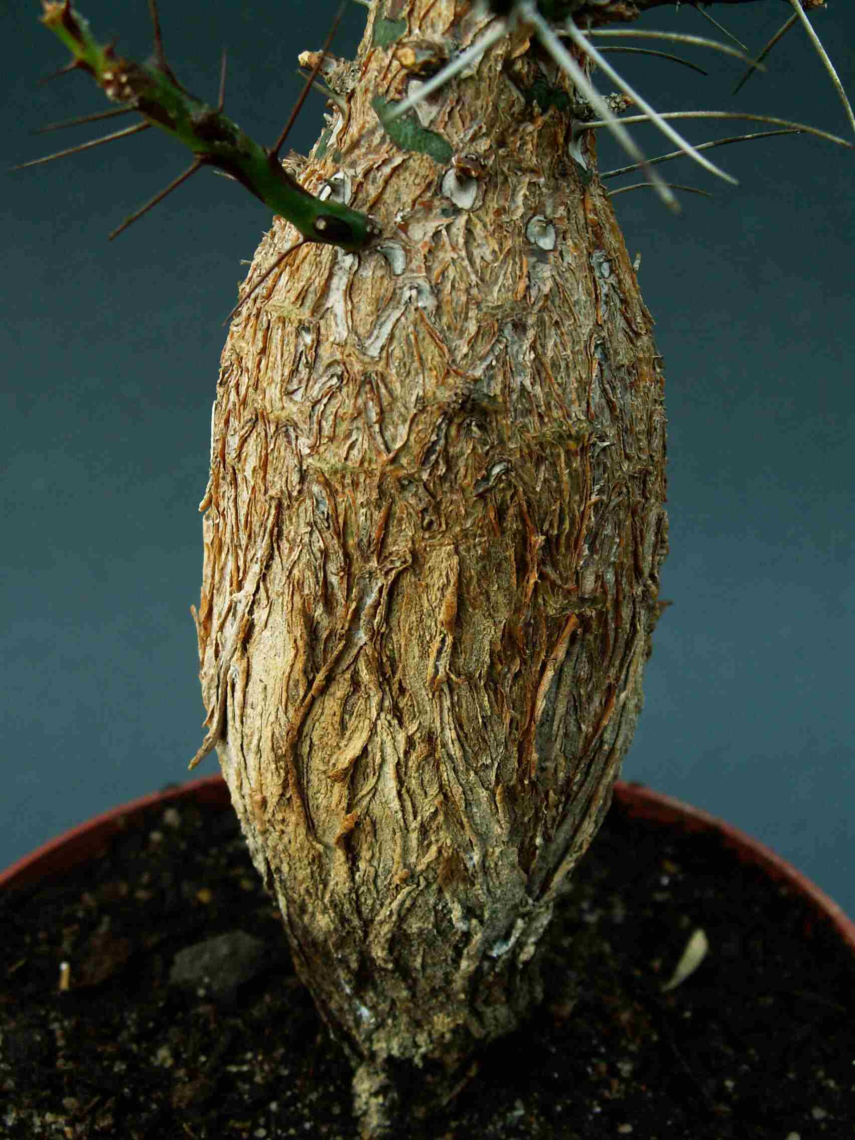 Fouquieria purpusii (Mexiko)