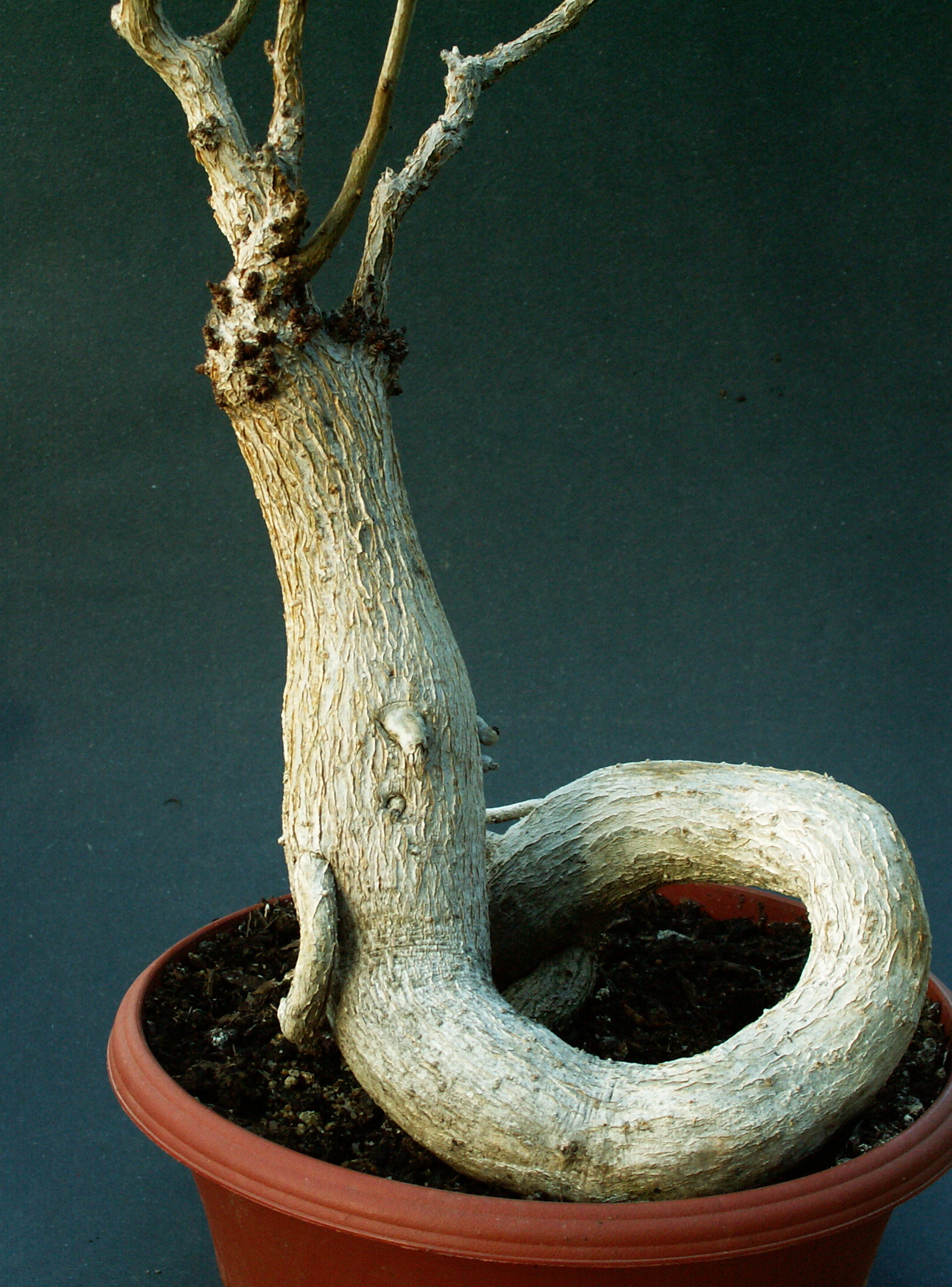 Ficus sp. (Mexiko)