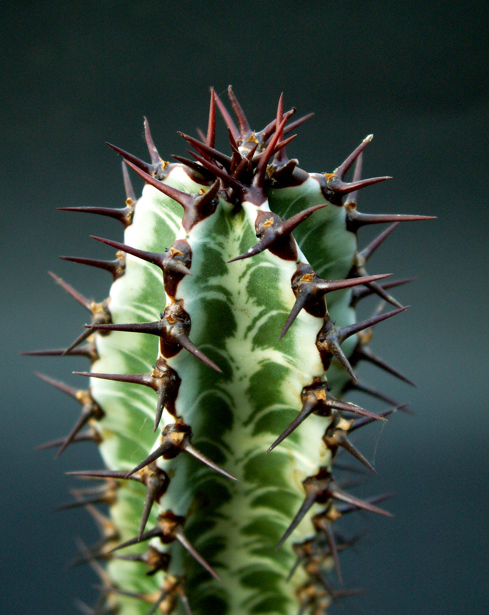 Euphorbia confinalis ssp. rhodesica