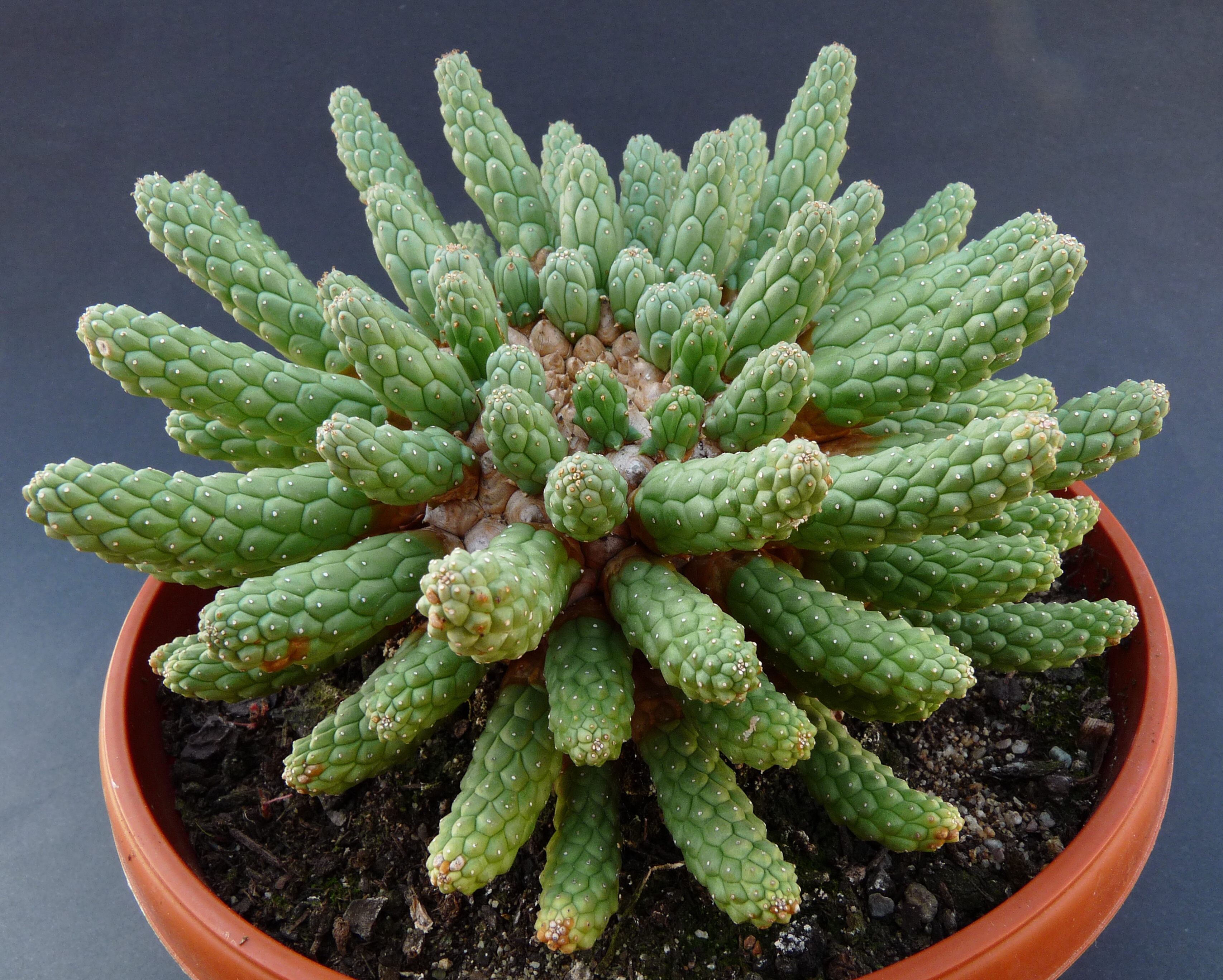 Euphorbia esculenta