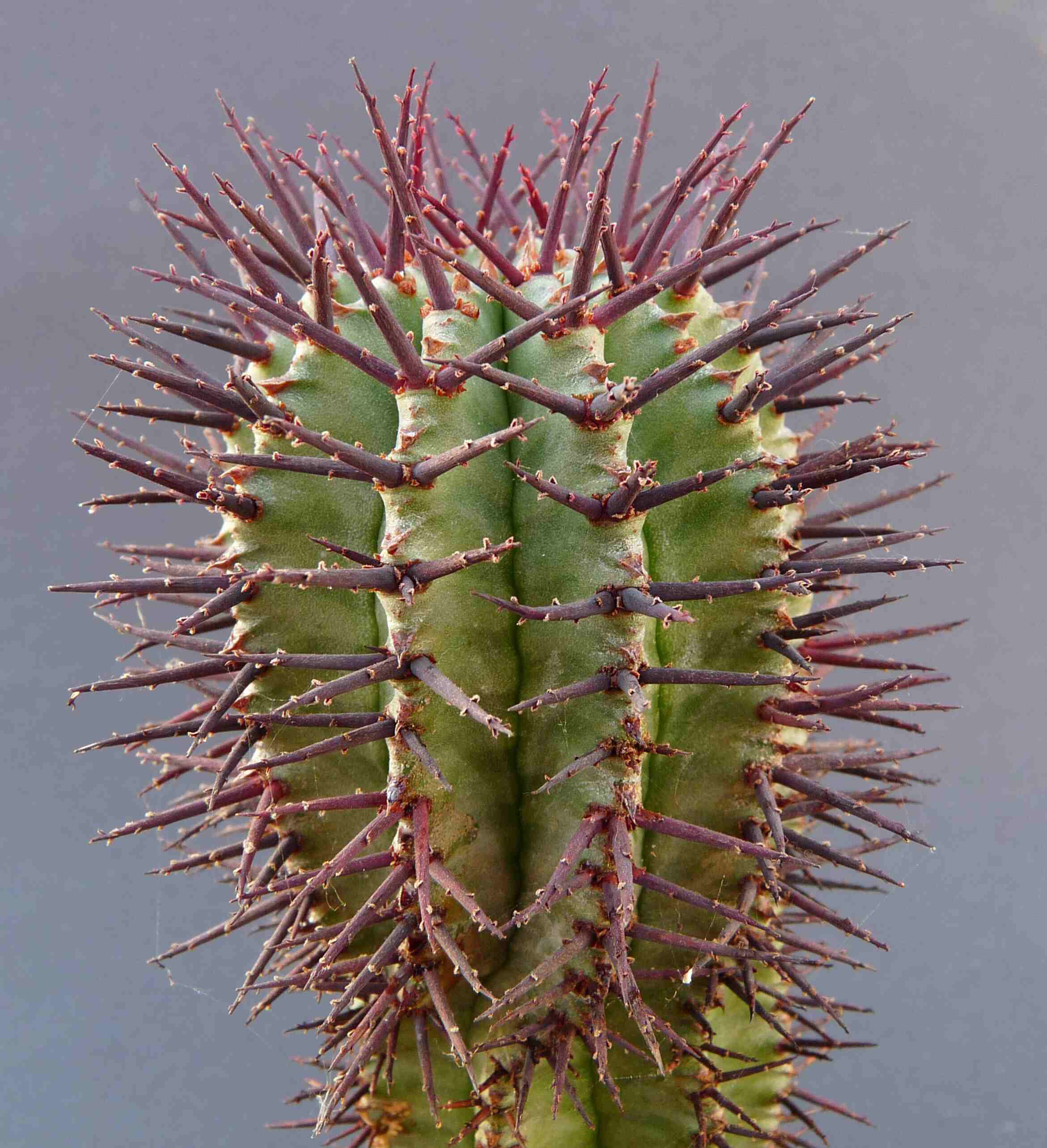 Euphorbia horrida