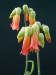 Bryophyllum serratum - květy