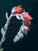 Echeveria cv. Topsy-Turvy - květy