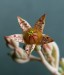 Graptopetalum pachyphyllum - květ