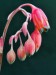 Pachyphytum compactum - květy