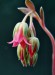 Pachyphytum glutinicaule - květy