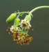 Senecio articulatus - květenství